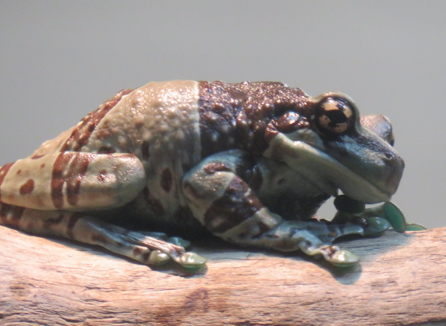 Amazon milk frog