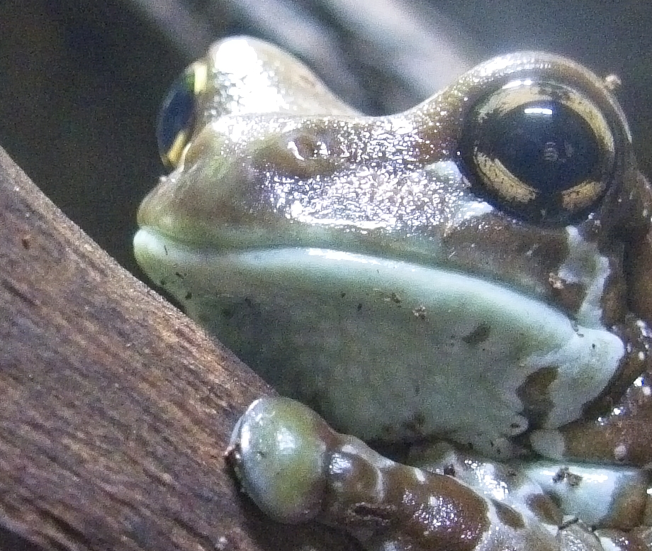 Amazon Milk Frog