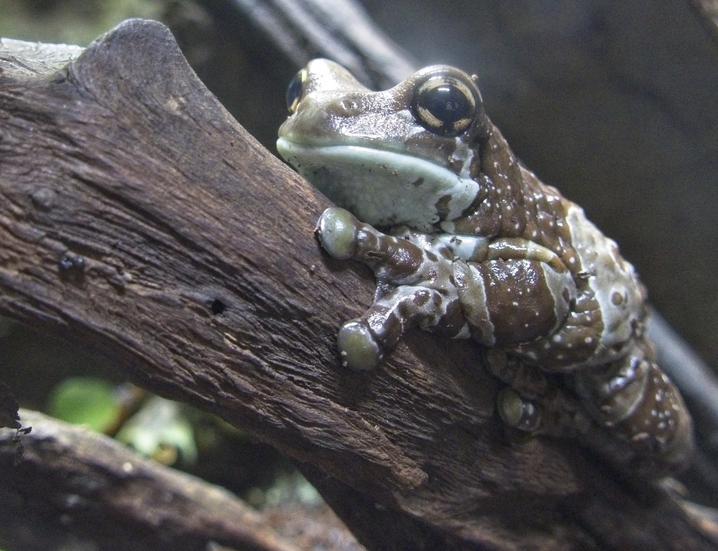 Amazon Milk Frog