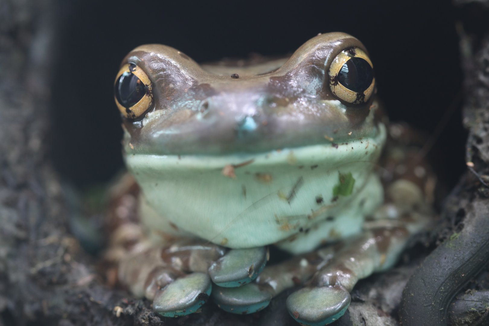 Amazon milk frog