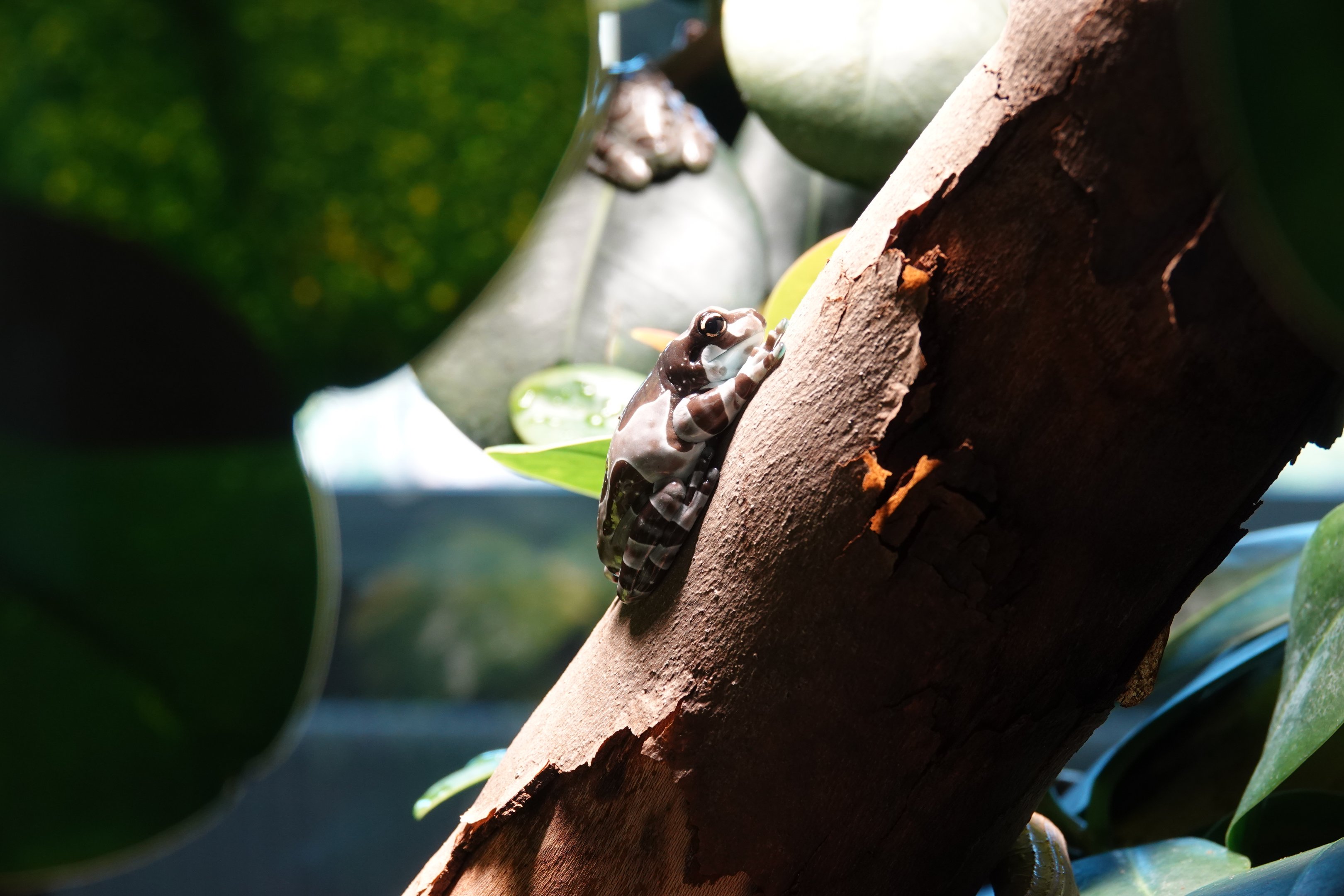Amazon milk frog
