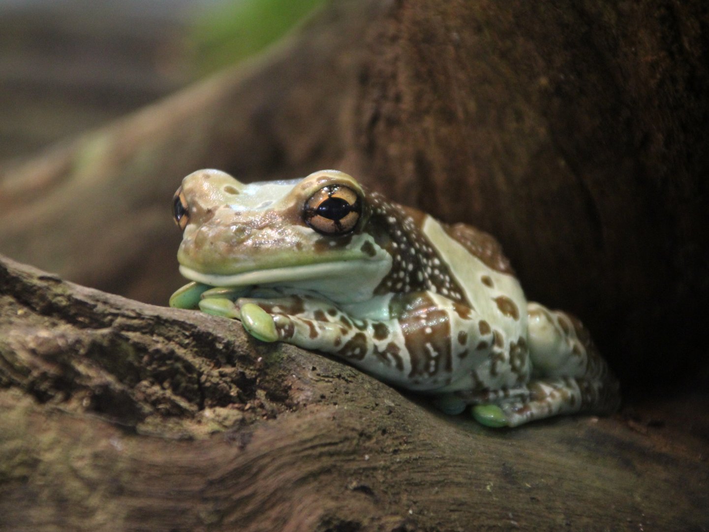 Amazon Milk Frog