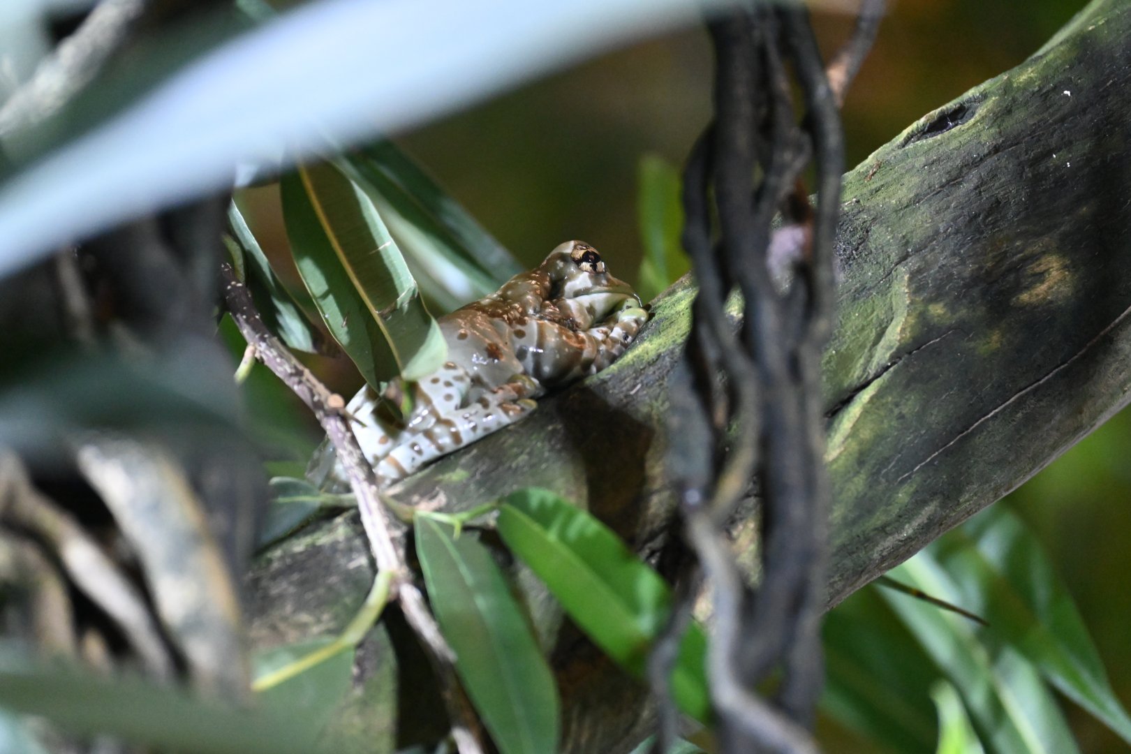 Amazon Milk Frog