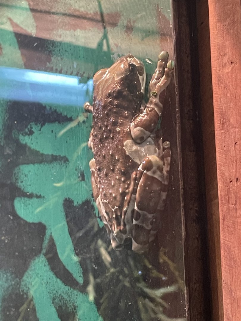 Amazon Milk Frog