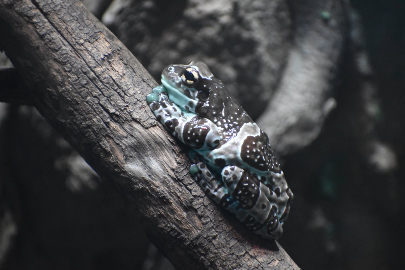 Amazon Milk Frog