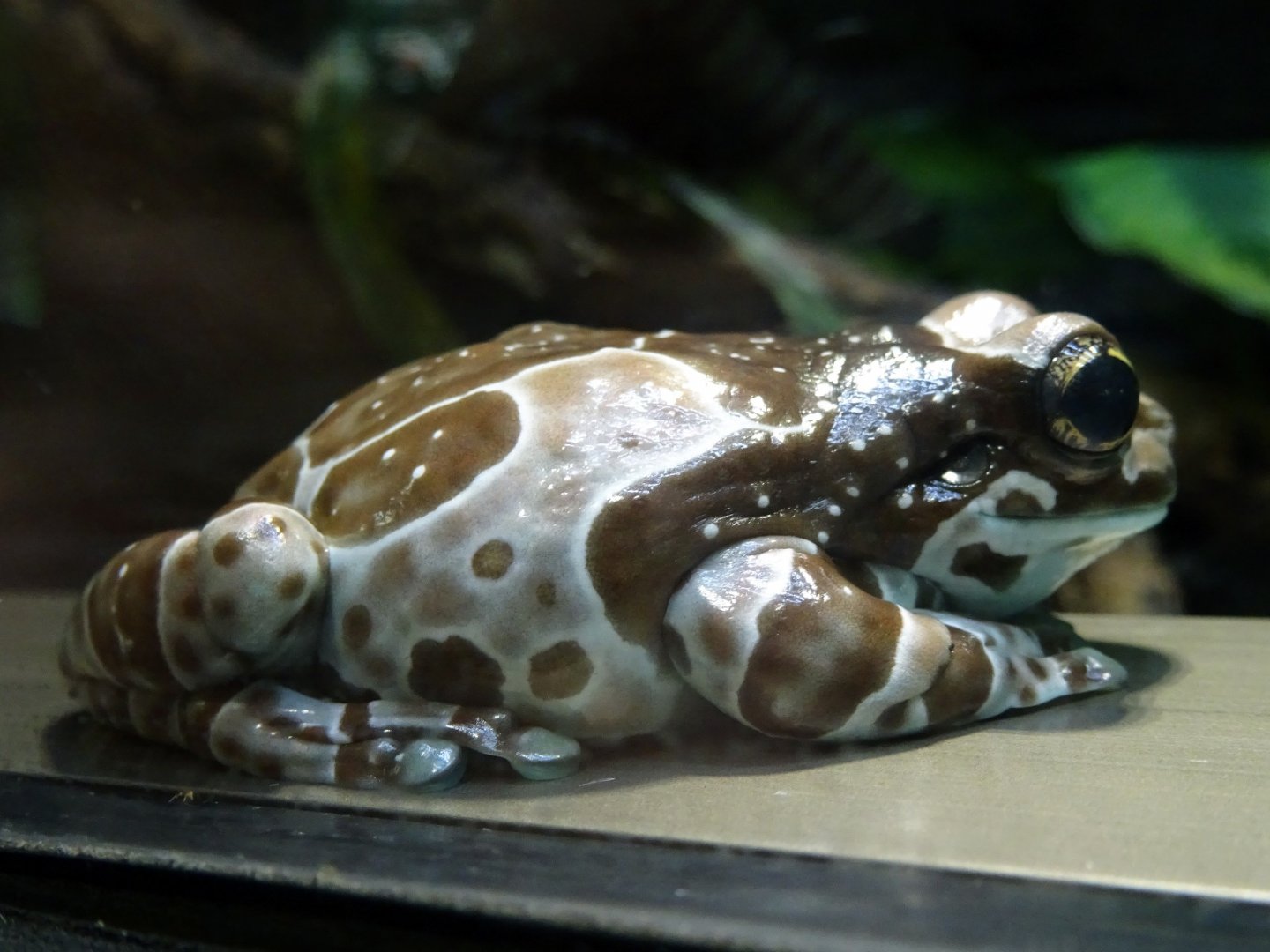 Amazon Milk Frog