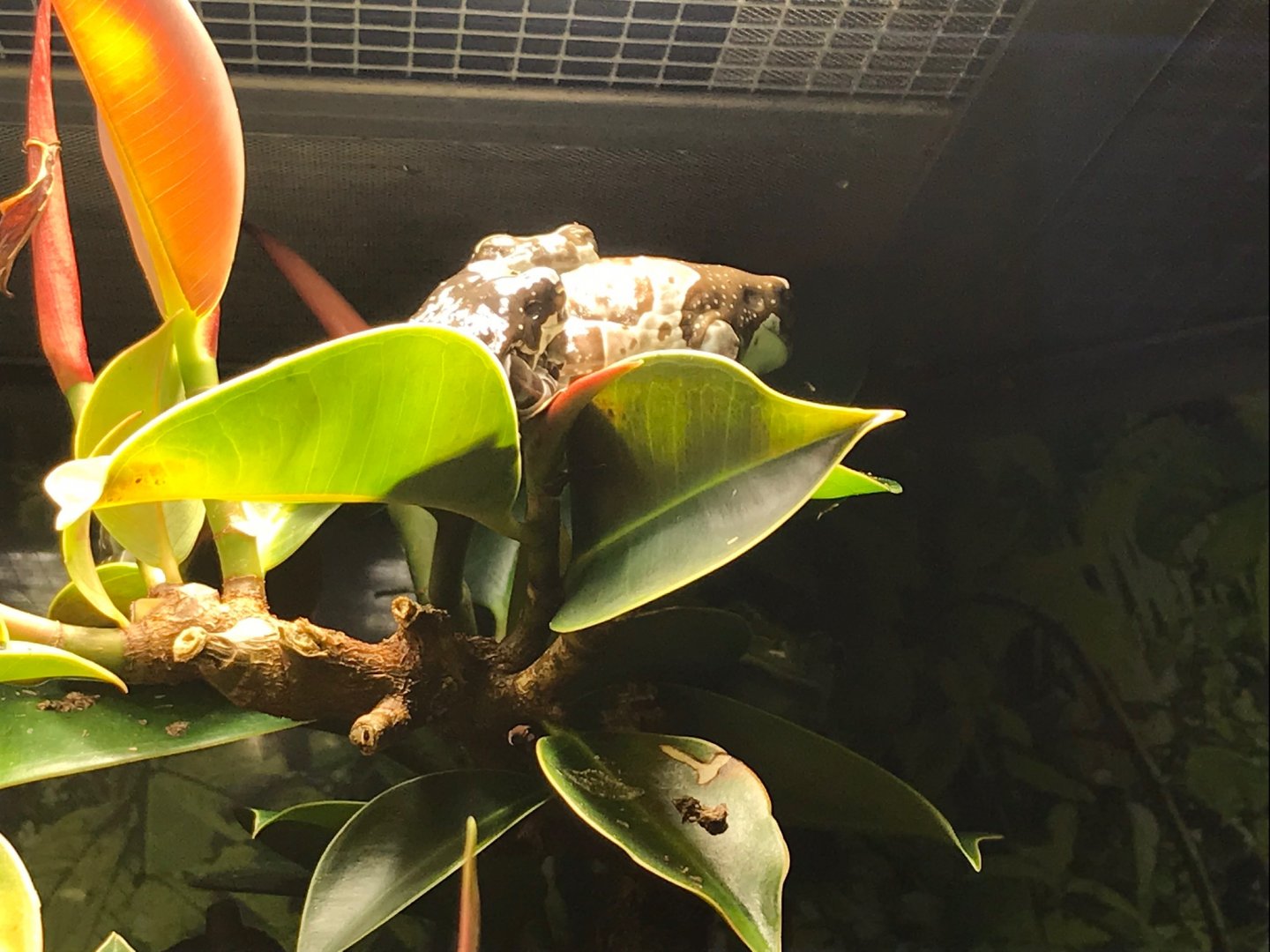 Amazon milk frogs 270118