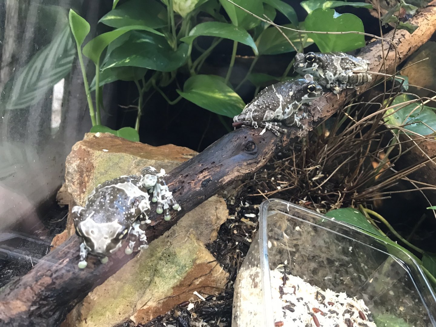 Amazon milk frogs 280118