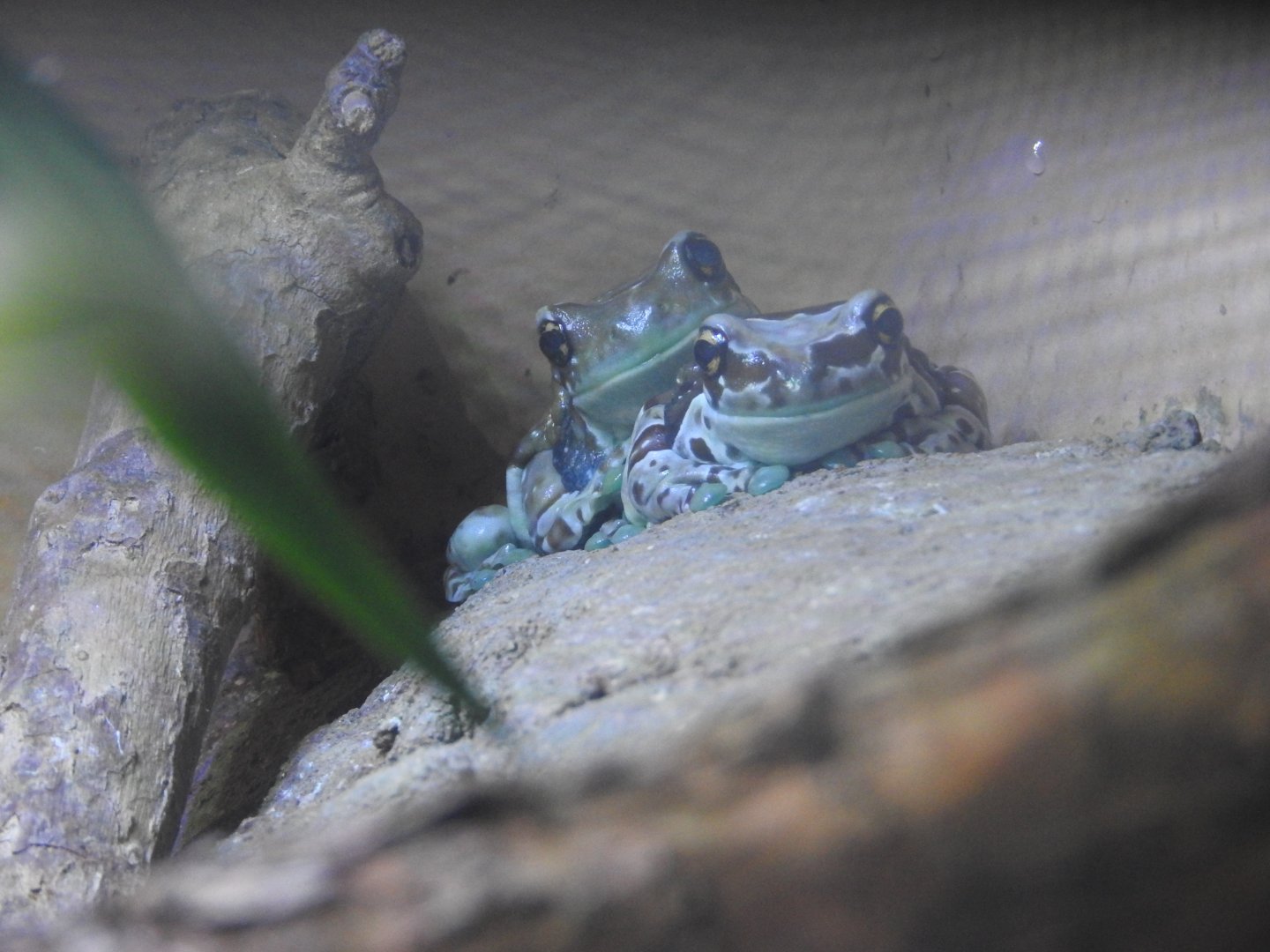Amazon Milk Frogs