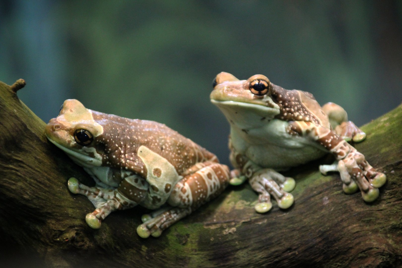 Amazon Milk Frogs