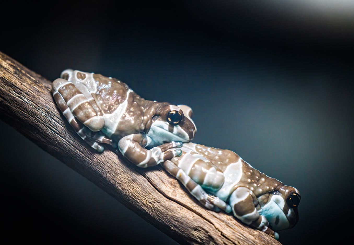 Amazon Milk Frogs