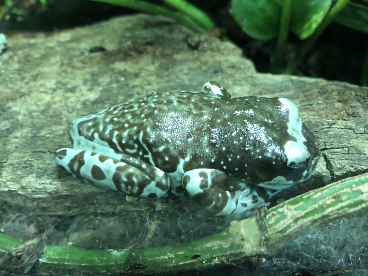 Amazon Milk tree frog