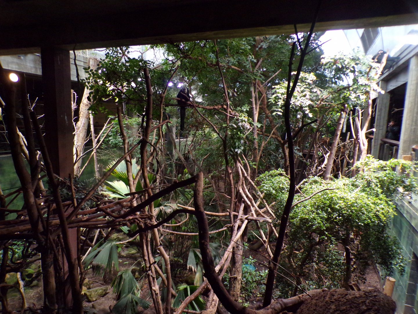 Amazon mixed enclosure 11.2.25