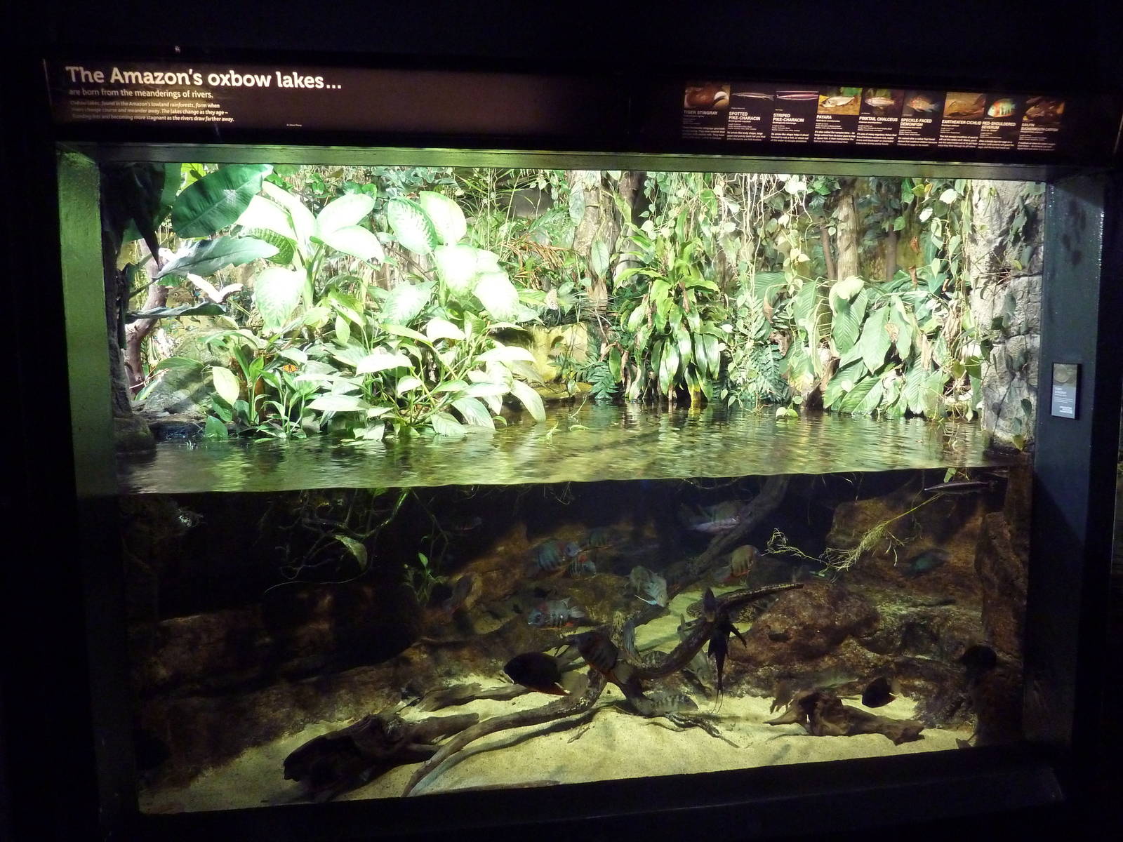 Amazon Mixed-Species Tank