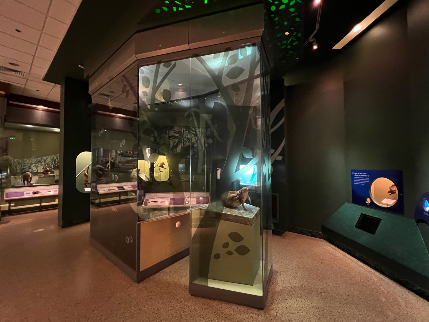 Amazon Nocturnal Mammals