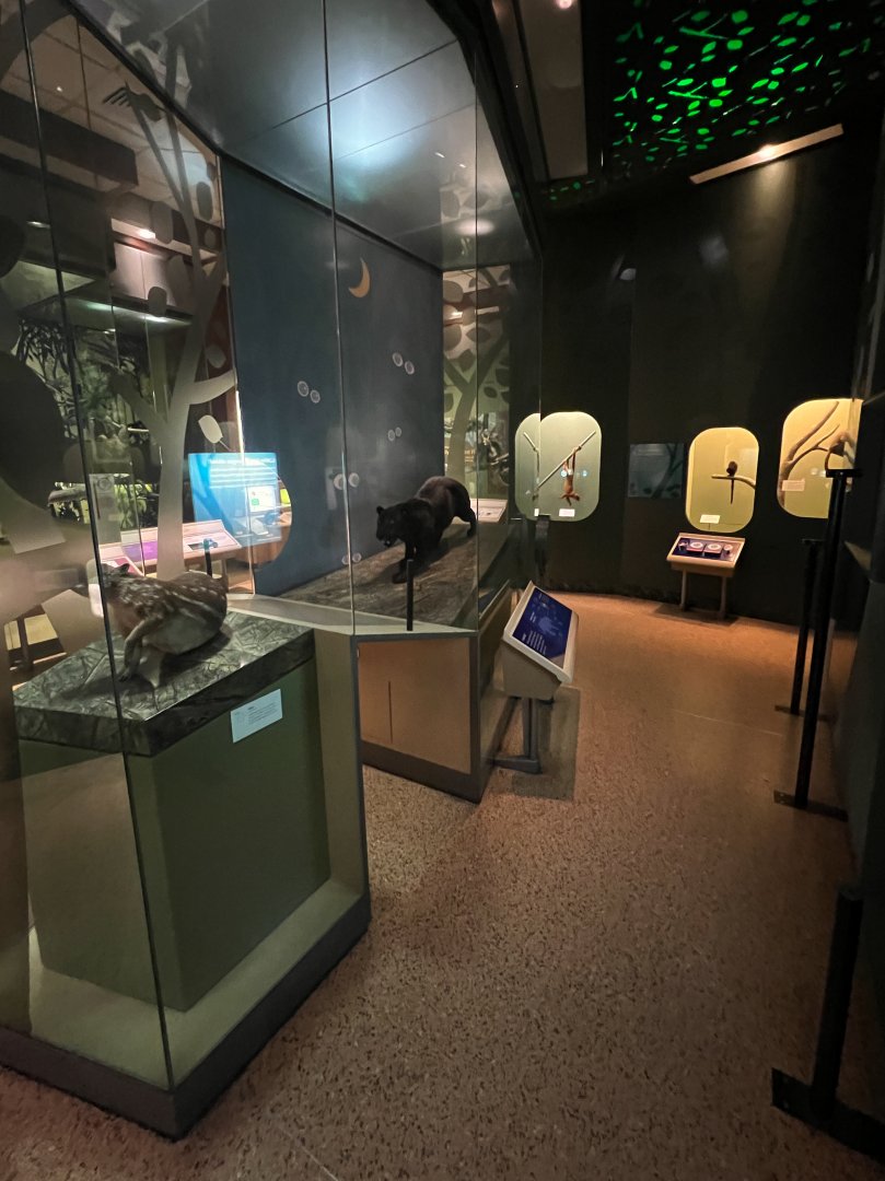 Amazon Nocturnal Mammals