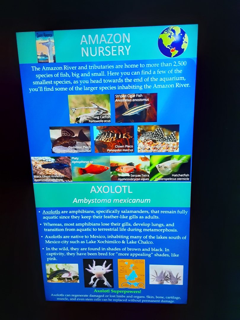 Amazon Nursery/Axolotl Signage