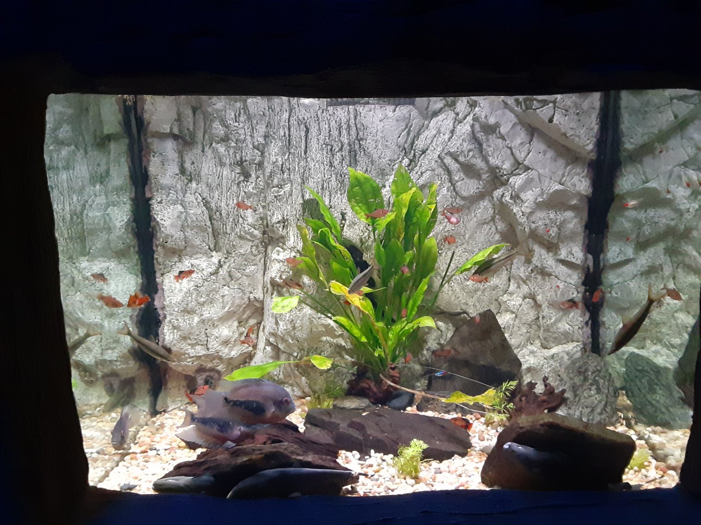 Amazon Nursery Tank- with knifefish