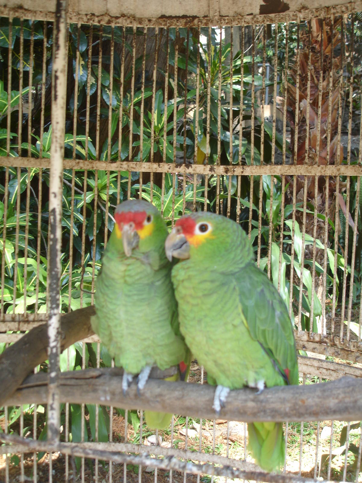 Amazon Pair