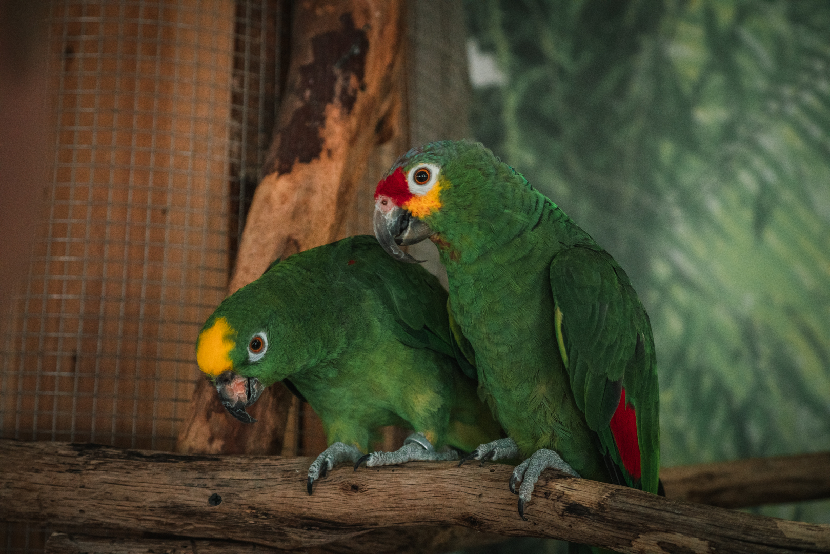 Amazon pair