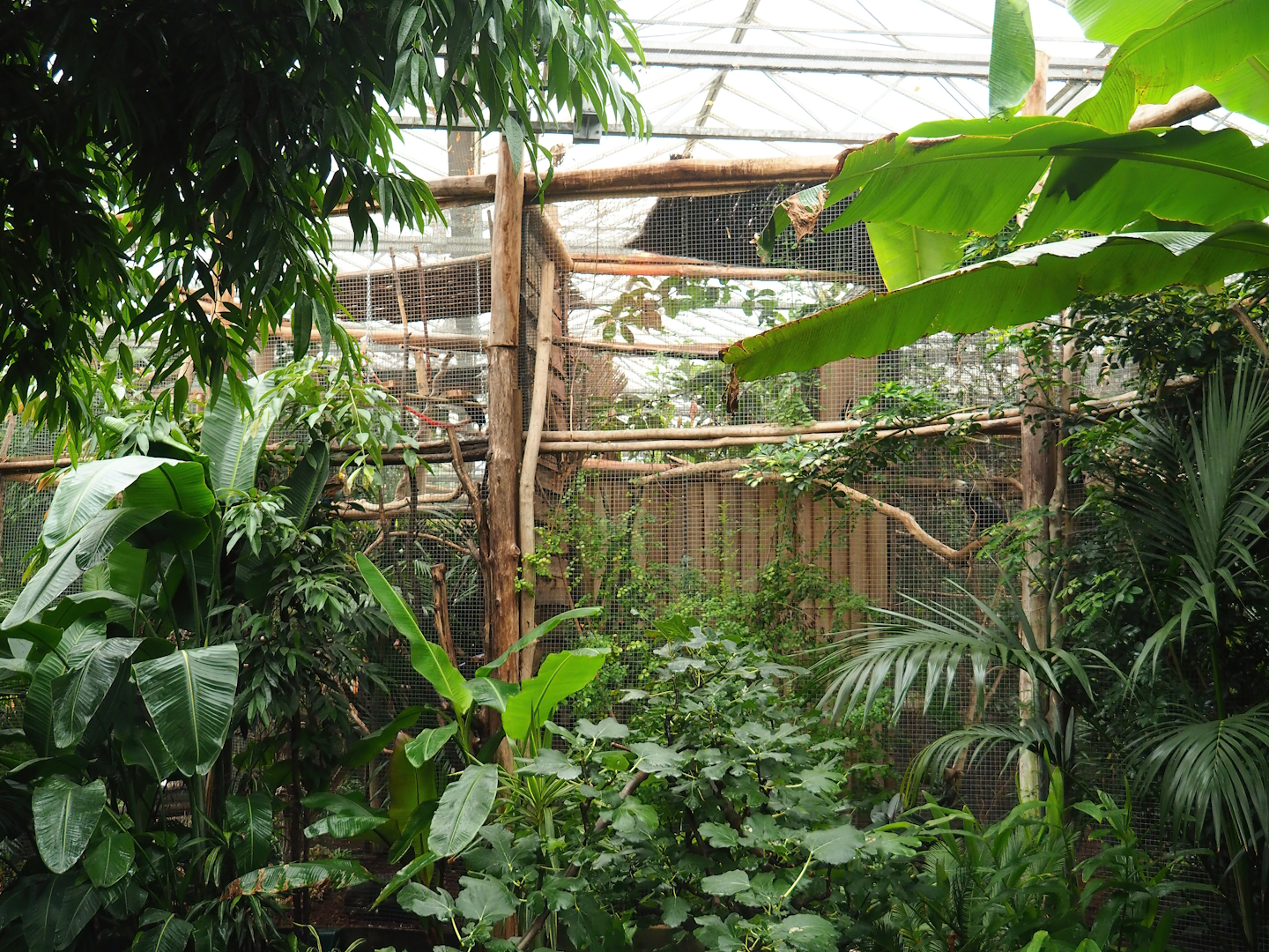Amazon parrot and hornbill aviaries, 2023-10-13
