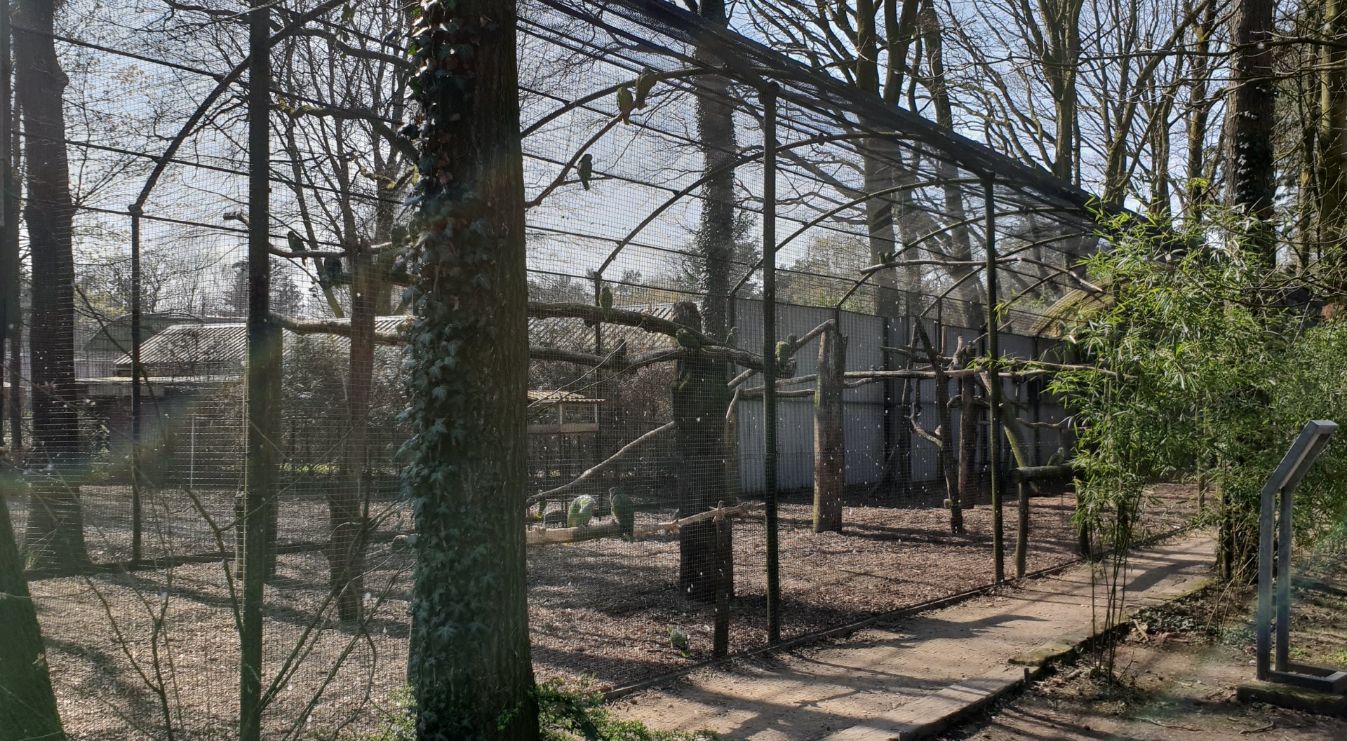 Amazon parrot-aviary