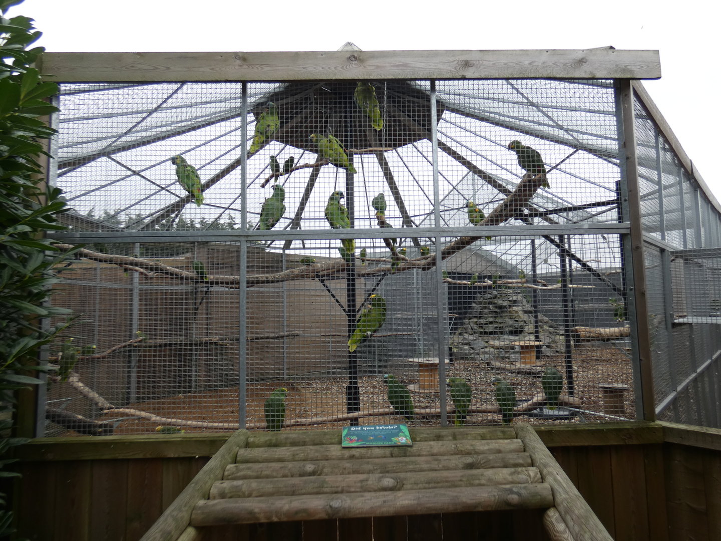 Amazon parrot aviary