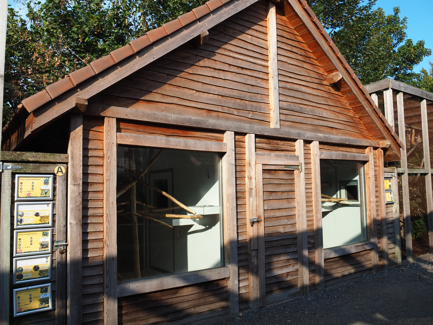 Amazon parrot, Congo African grey parrot, Galah and Macaw house, 2020-09-12