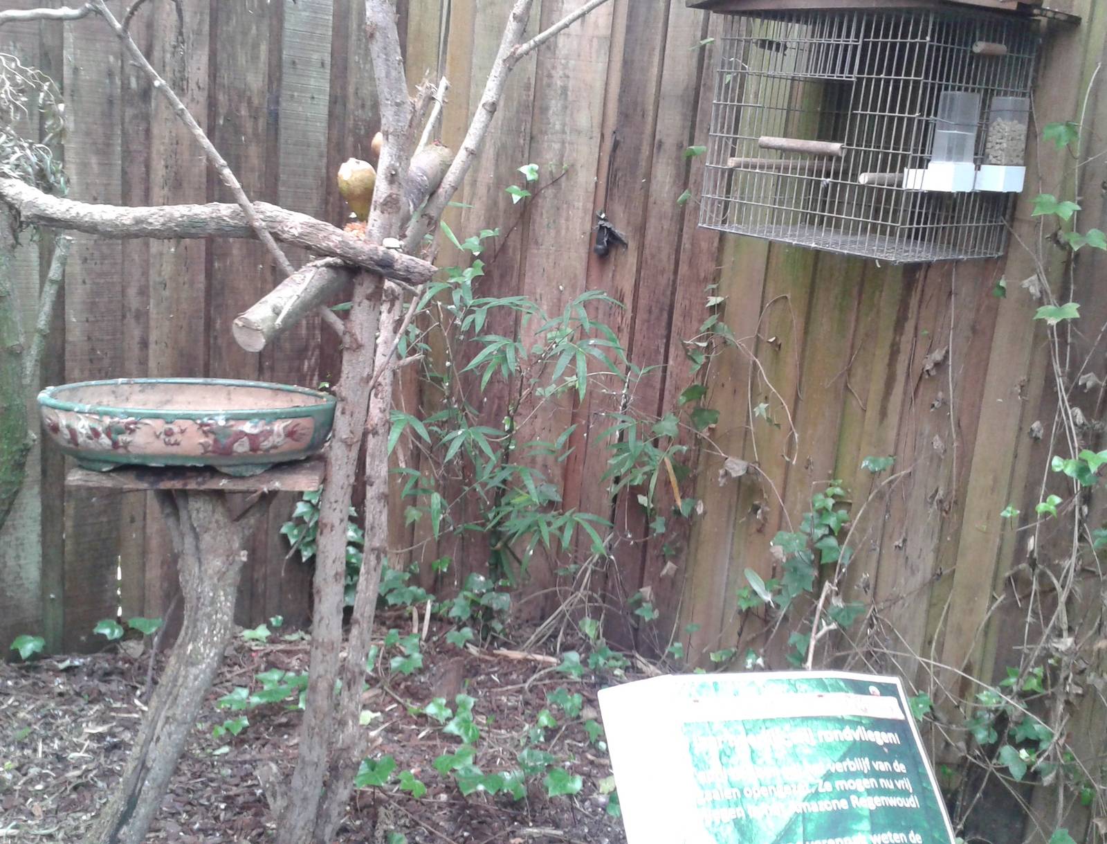 Amazon parrot corner