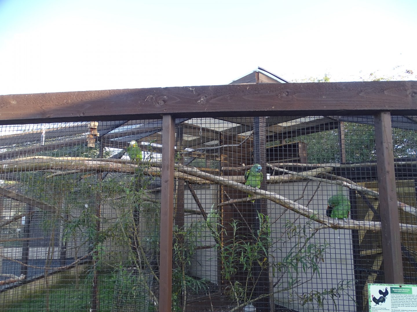 Amazon Parrot exhibit, 12th September 2024