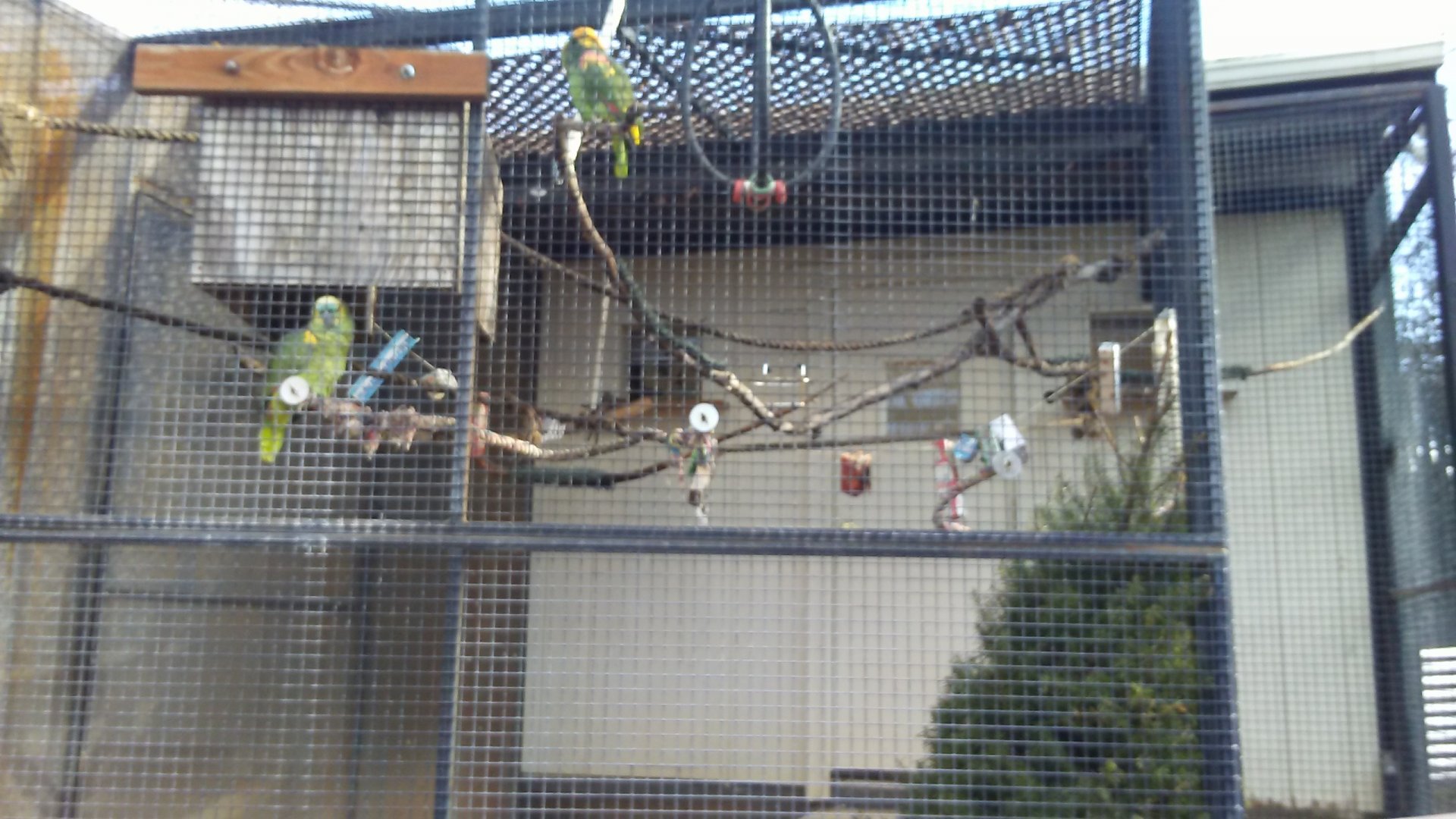 Amazon parrot exhibit