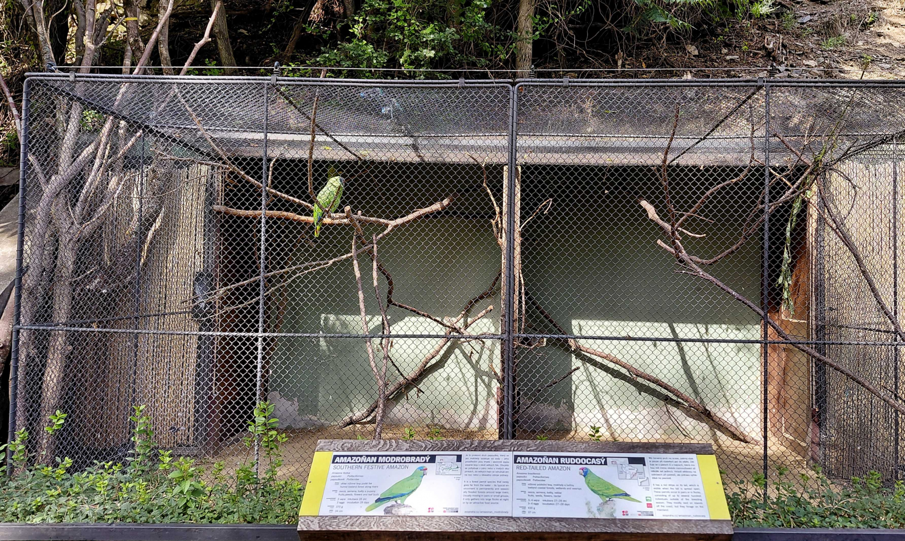 Amazon parrot exhibit