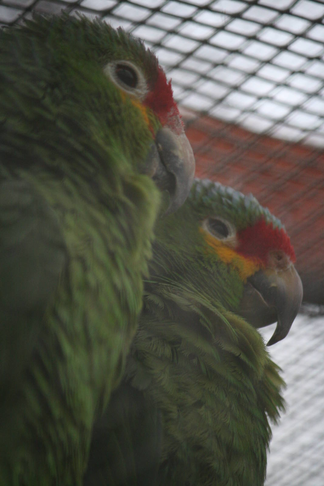 Amazon parrot ID Please