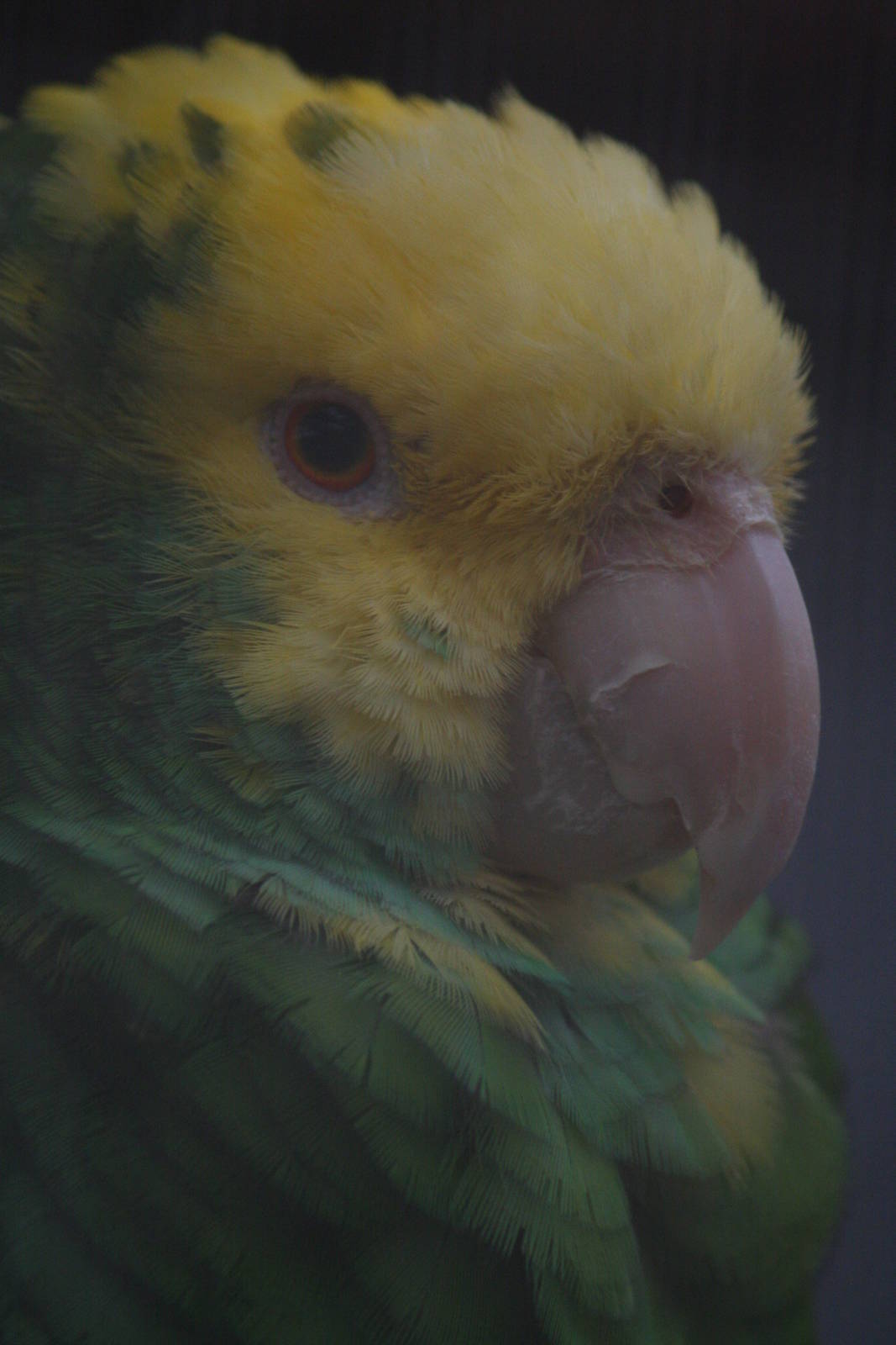 Amazon parrot ID Please?