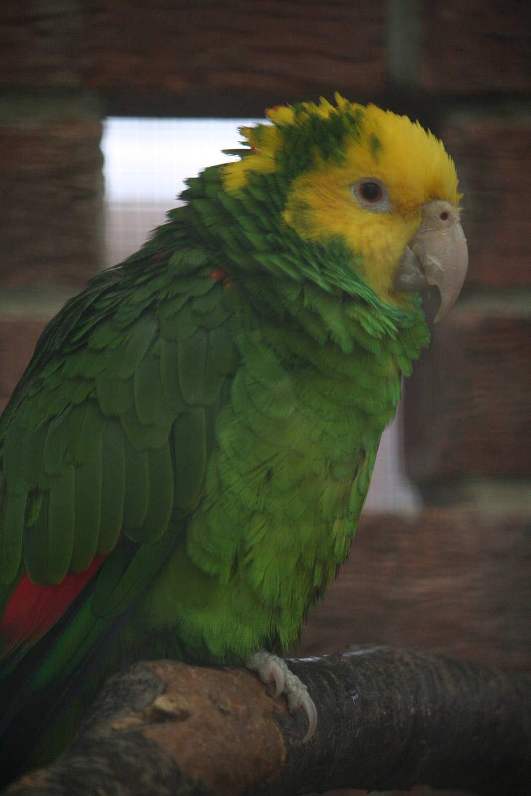 Amazon parrot ID Please?