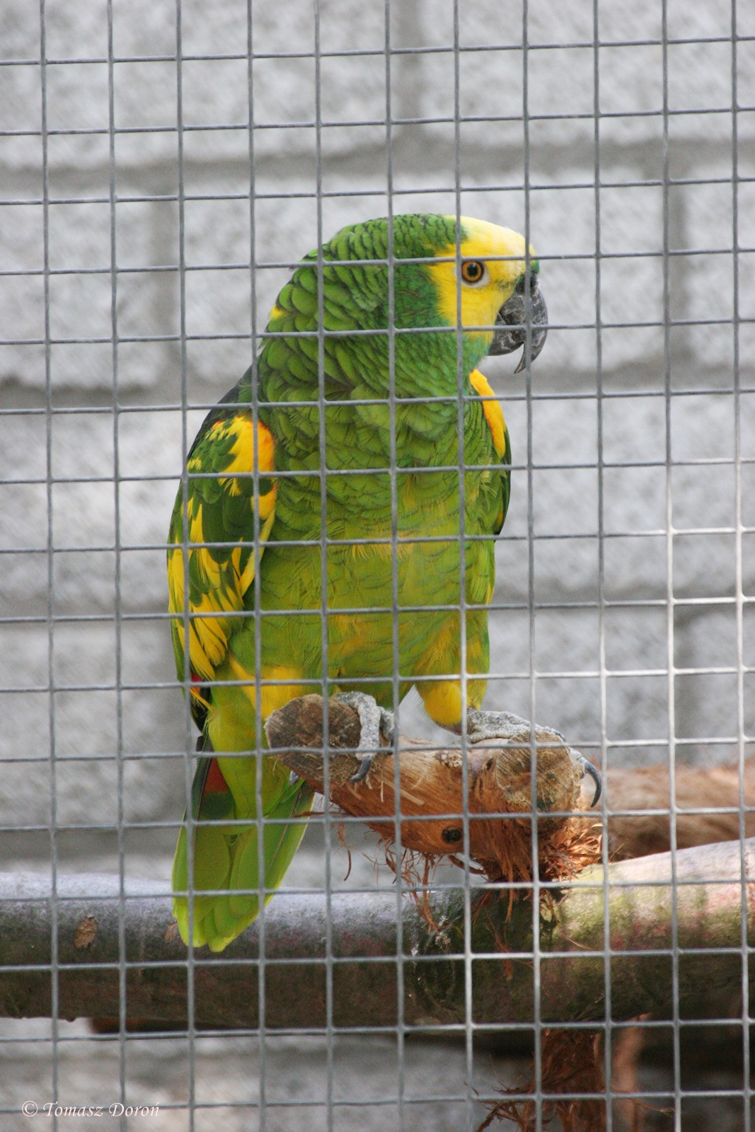 Amazon Parrot ID please