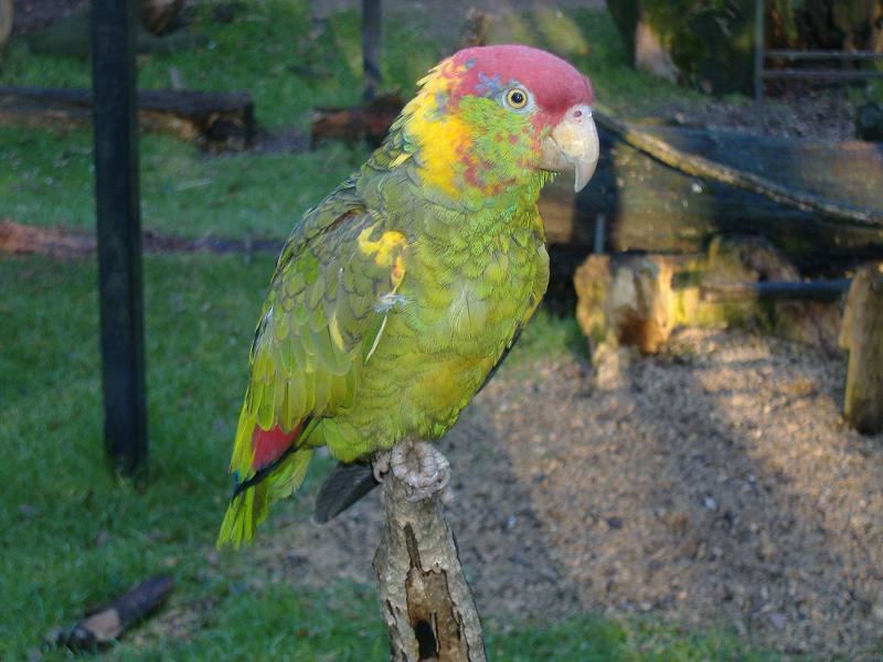 Amazon Parrot NOP