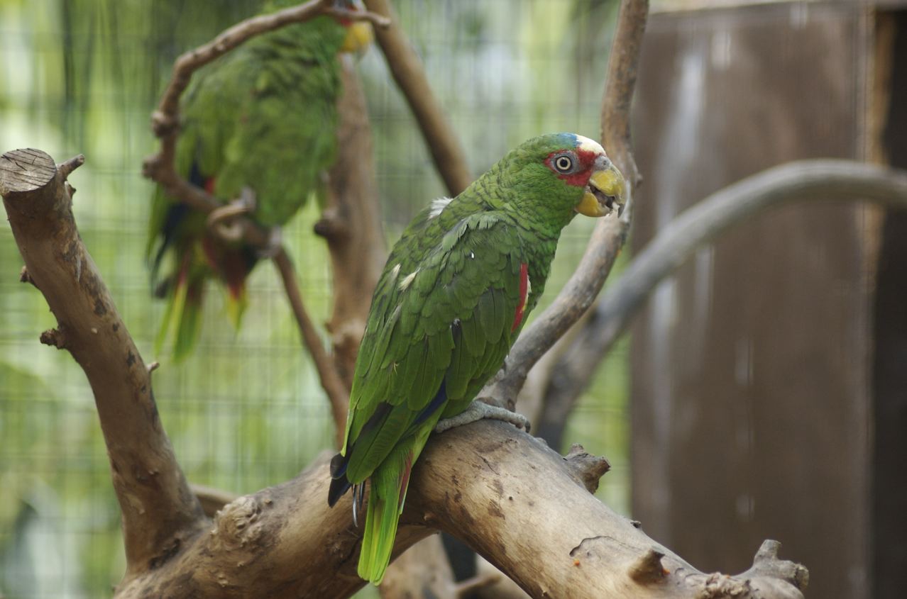 Amazon Parrot (species??)