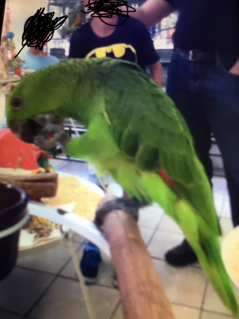 Amazon Parrot species?