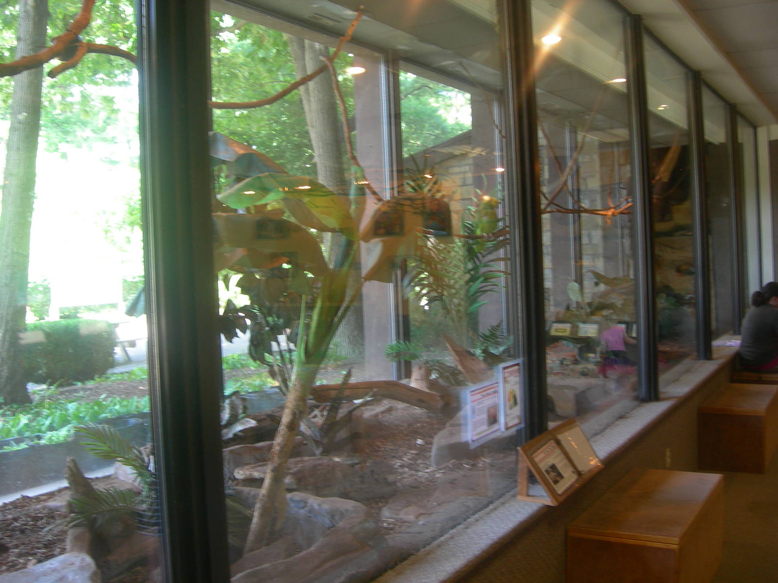 Amazon Parrot,Three Banded Armadillo,Cotton-Top Tamarin &amp; Red Foote