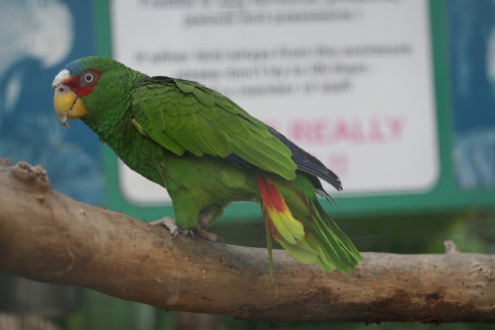 Amazon Parrot