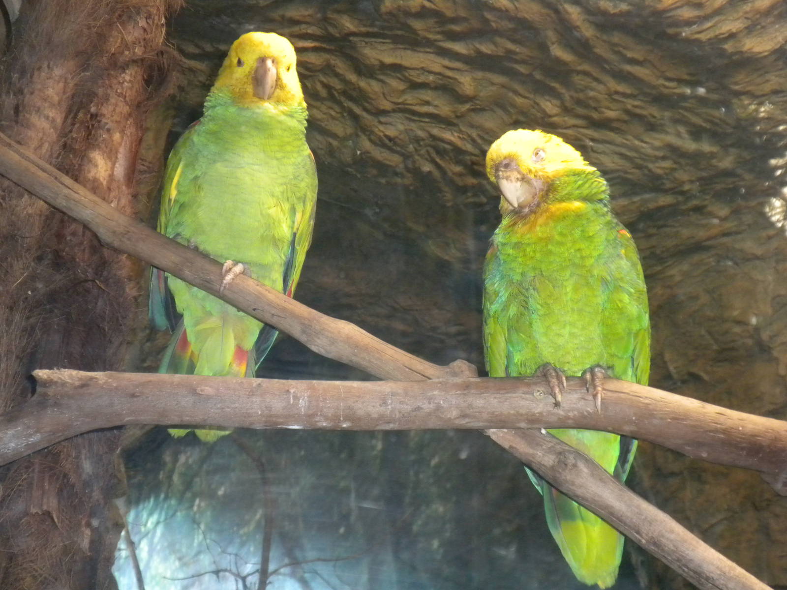 Amazon Parrot