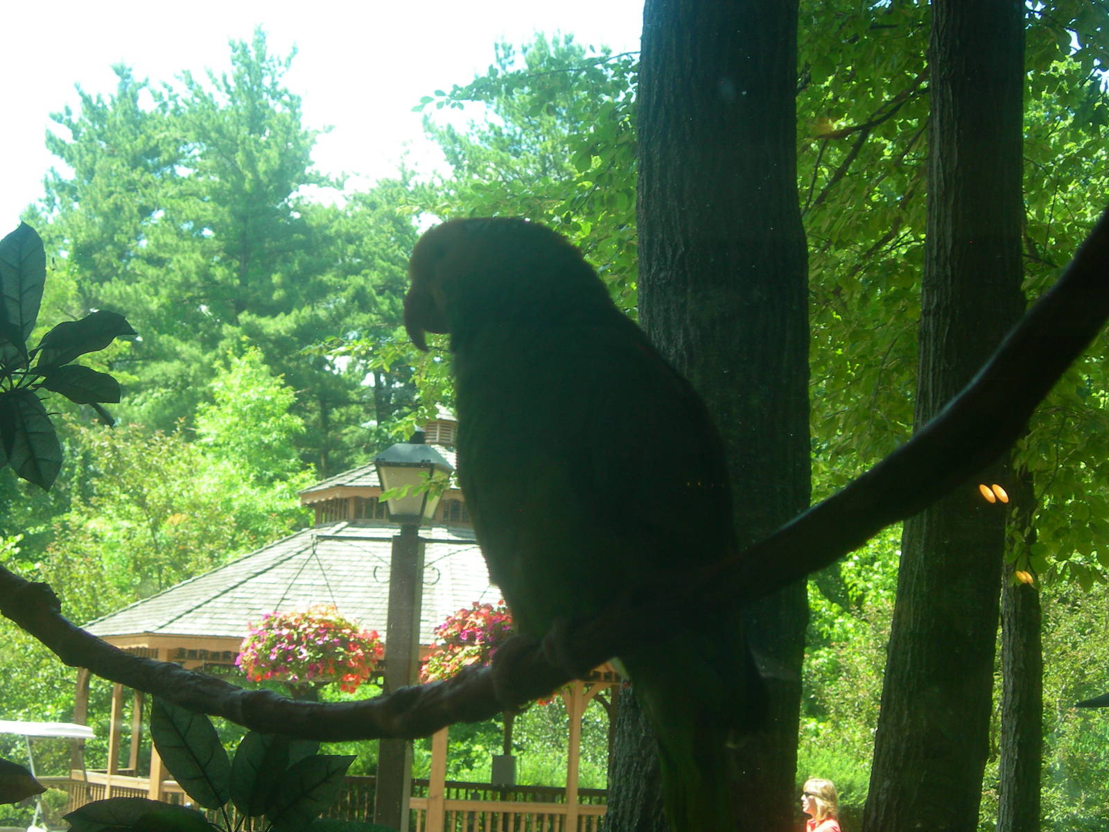 Amazon Parrot
