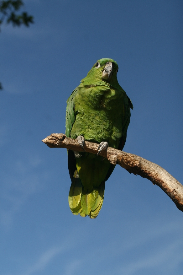 Amazon Parrot