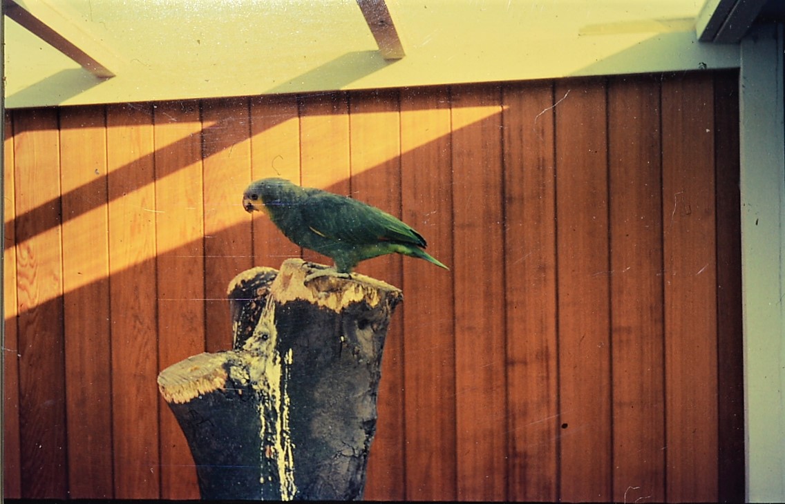 Amazon parrot