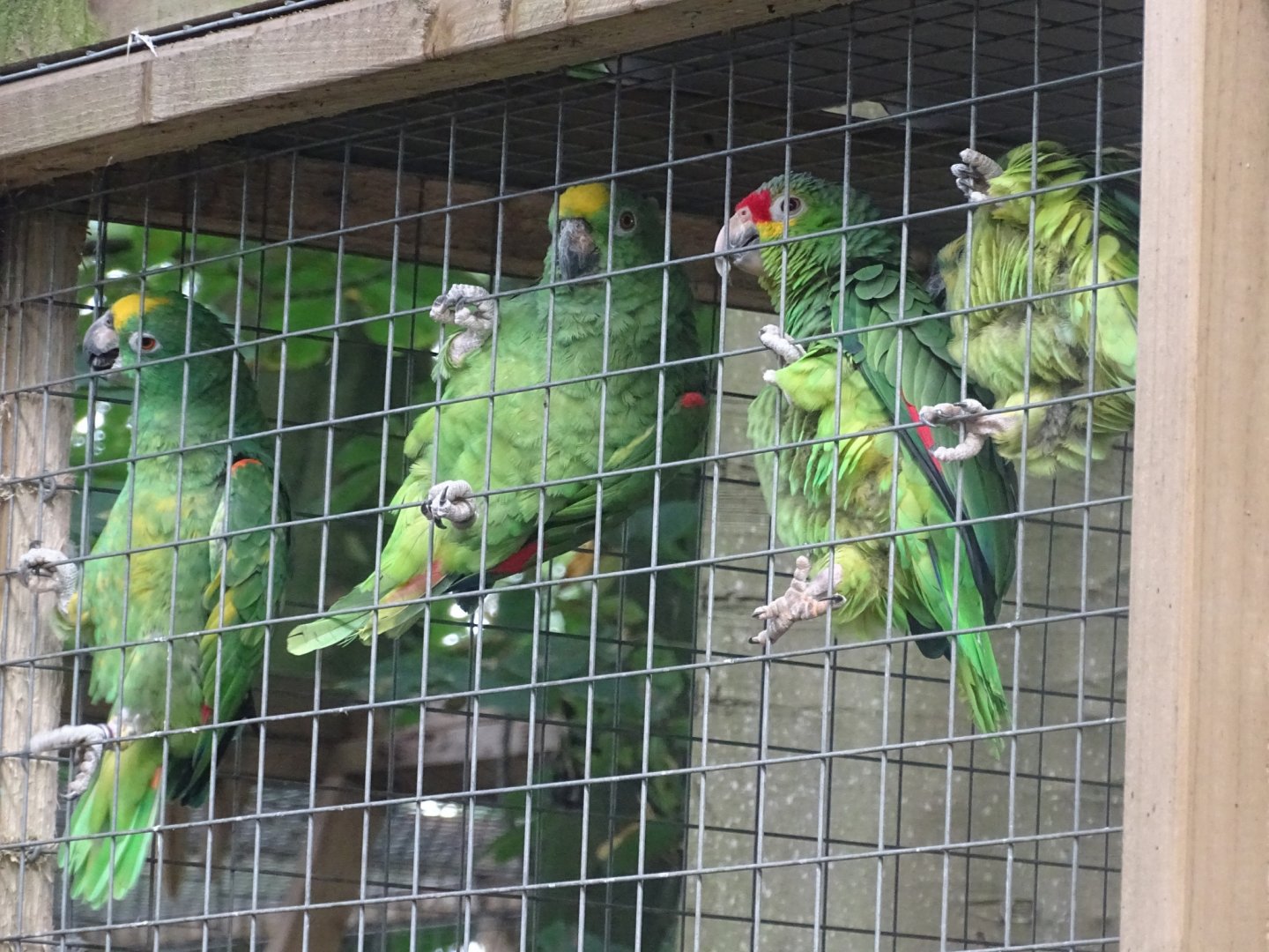 Amazon parrots, 16th October 2023