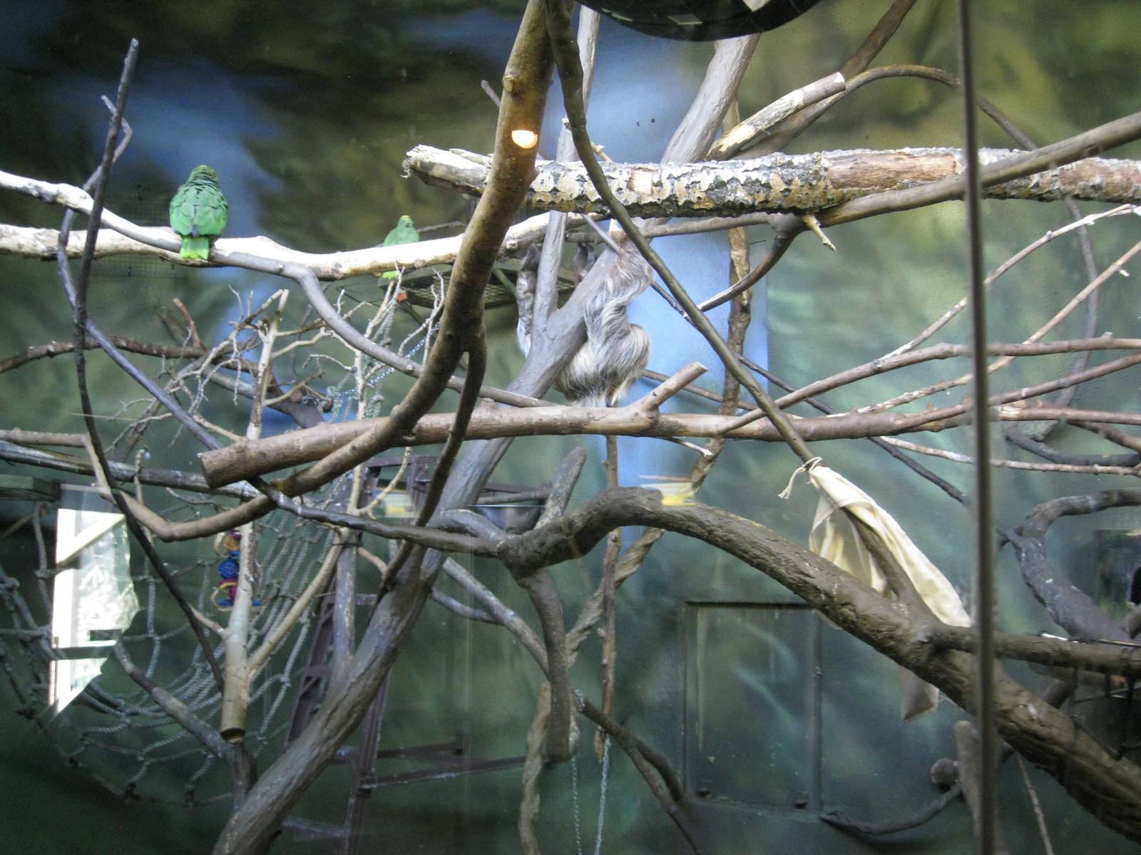 Amazon Parrots and Two-Toed Sloth