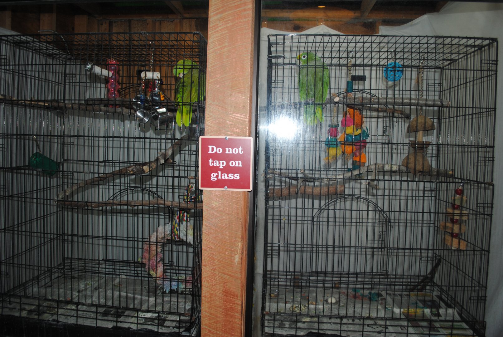 Amazon Parrots Holding (The Bayou Pavilion)