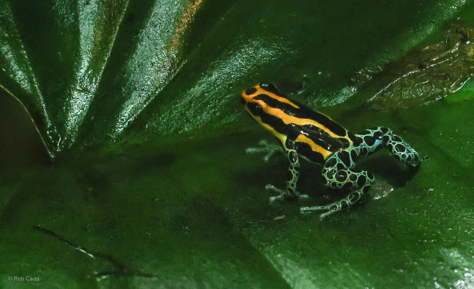 Amazon poison frog : Chester Zoo : 24 Jun 2024
