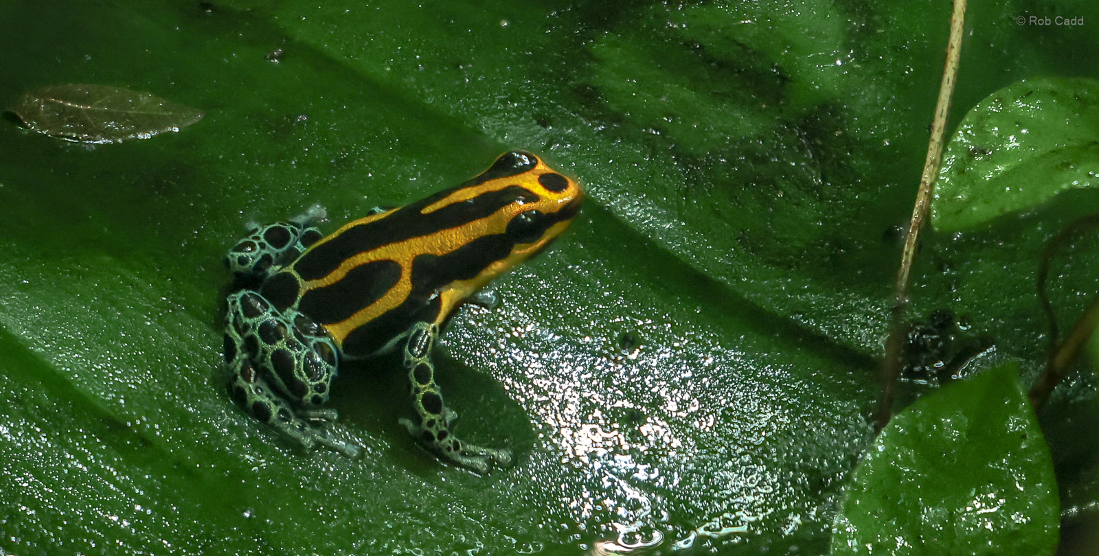 Amazon poison frog : Chester Zoo : 24 Jun 2024